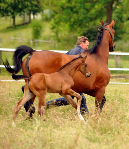 7 Tage alt - Hengstfohlen von Saint Cyr u.d. Dagmar v. Damsey - Foto: Beate Langels