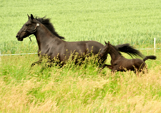 Stutfohlen von Shavalou u.d. Greta (Murgese), Foto: Beate Langels