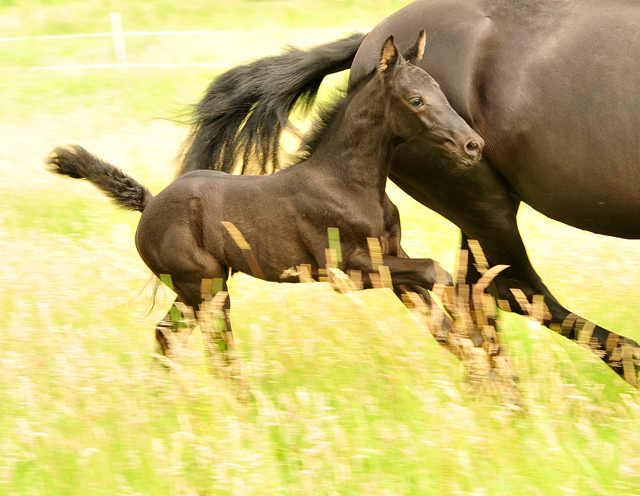 Stutfohlen von Shavalou u.d. Greta (Murgese), Foto: Beate Langels