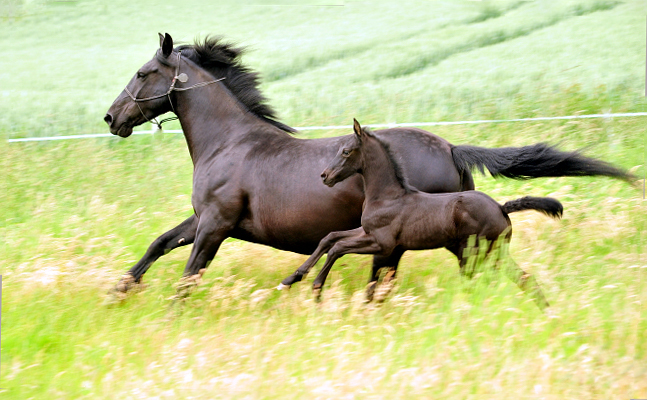 Stutfohlen von Shavalou u.d. Greta (Murgese), Foto: Beate Langels