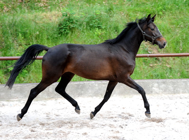 Kaiserglck von Shavalou - Trakehner Gestt Hmelschenburg - 
copyright by Beate Langels