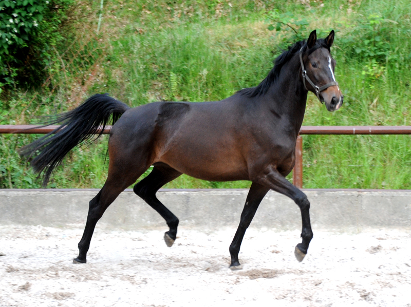 Kaiserglck von Shavalou - Trakehner Gestt Hmelschenburg - 
copyright by Beate Langels