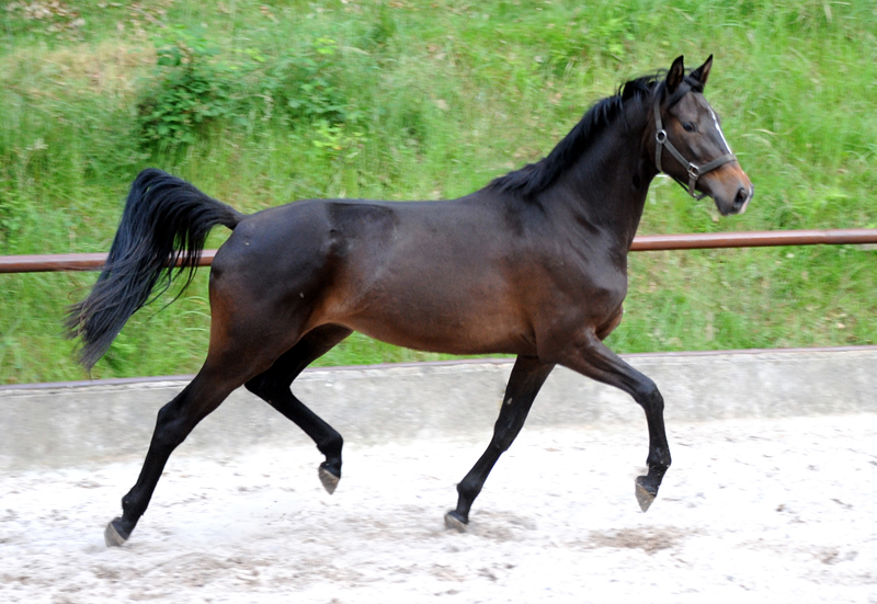 Kaiserglck von Shavalou - Trakehner Gestt Hmelschenburg - 
copyright by Beate Langels