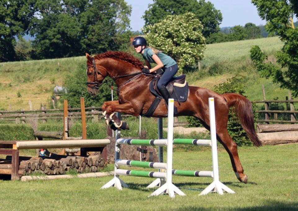 Impressionen - Juni 2023 - Trakehner Gestt Hmelschenburg  - Foto: Beate Langels