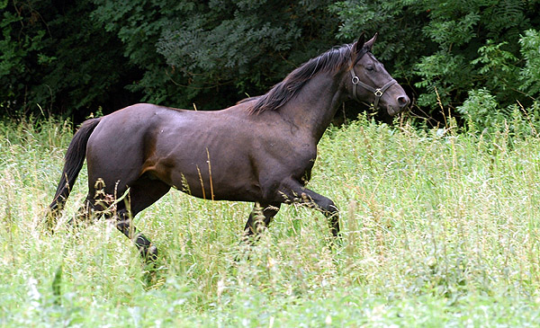 Springtime - Trakehner Hengst von Summertime u.d. Pr.A. Sankt Helena v. Alter Fritz u.d. Pr.u.St.Pr.St. Schwalbenspiel v. Exclusiv, am 12. Juli 2009