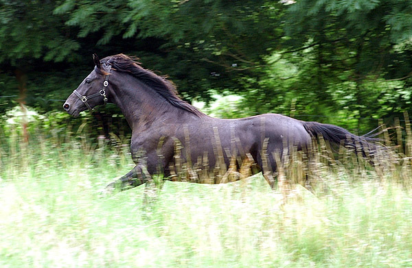 Springtime - Trakehner Hengst von Summertime u.d. Pr.A. Sankt Helena v. Alter Fritz u.d. Pr.u.St.Pr.St. Schwalbenspiel v. Exclusiv, am 12. Juli 2009