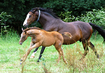 Hengstfohlen von Leonidas - Encrico Caruso (am 12. Juli 2009) - Trakehner Gestt Hmelschenburg Beate Langels