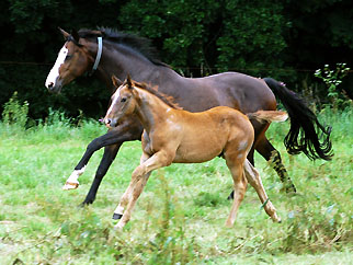 Trakehner colt by Leonidas - Encrico Caruso (12. July 2009) - Trakehner Gestt Hmelschenburg Beate Langels