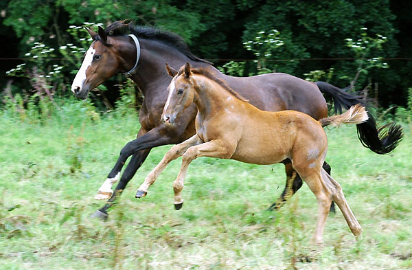 Trakehner colt by Leonidas - Encrico Caruso (12. July 2009) - Trakehner Gestt Hmelschenburg Beate Langels