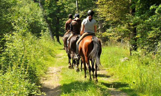 Oldenburger Stute BERESINA von Summertime u.d. Beloved v. Kostolany - Foto: Beate Langels - Trakehner Gestt Hmelschenburg