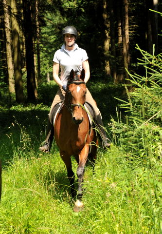 Oldenburger Stute BERESINA von Summertime u.d. Beloved v. Kostolany - Foto: Beate Langels - Trakehner Gestt Hmelschenburg