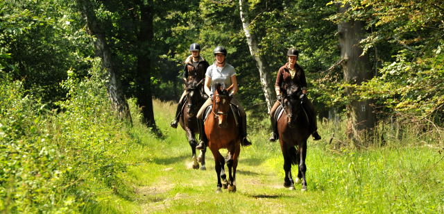 Oldenburger Stute BERESINA von Summertime u.d. Beloved v. Kostolany - Foto: Beate Langels - Trakehner Gestt Hmelschenburg