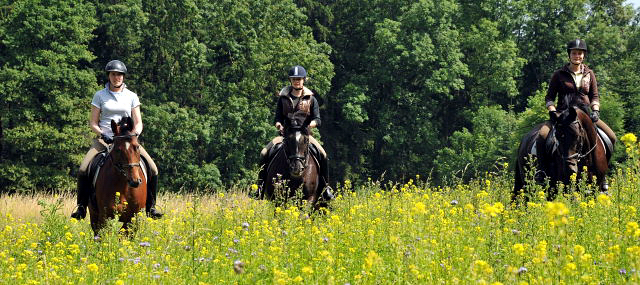 4jhriger Trakehner Wallach von Summertime u.d. Schwalbenflair v. Exclusiv, Gestt Hmelschenburg