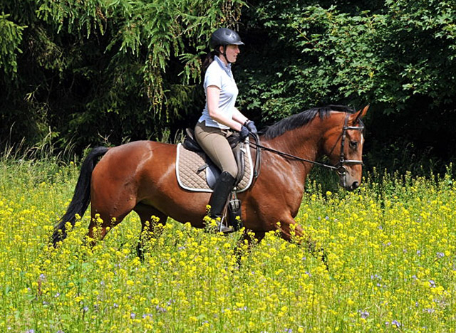 Oldenburger Stute BERESINA von Summertime u.d. Beloved v. Kostolany - Foto: Beate Langels - Trakehner Gestt Hmelschenburg