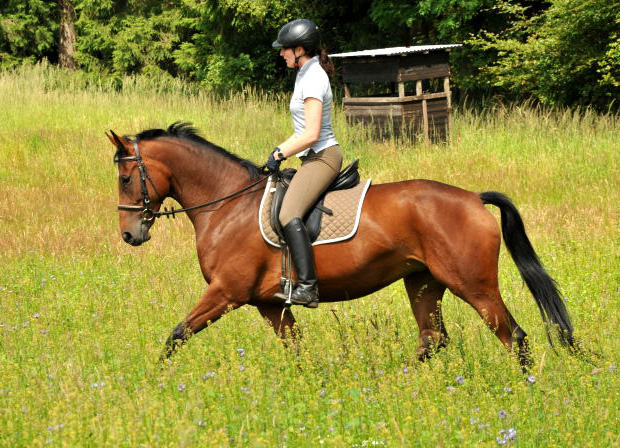 Oldenburger Stute BERESINA von Summertime u.d. Beloved v. Kostolany - Foto: Beate Langels - Trakehner Gestt Hmelschenburg