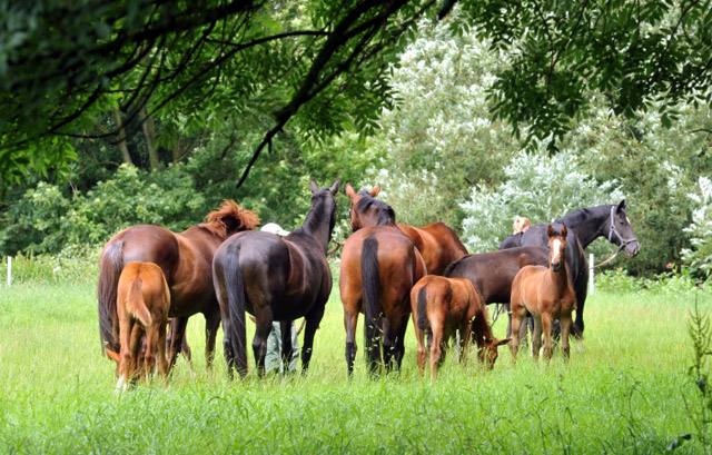Stuten und Fohlen in den Emmerauen - Trakehner Gestt Hmelschenburg