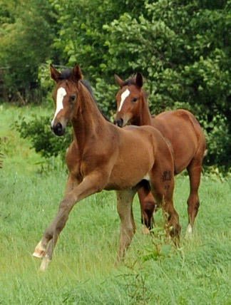 Stuten und Fohlen in den Emmerauen  - Trakehner Gestt Hmelschenburg