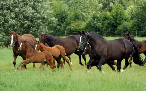 Stuten und Fohlen in den Emmerauen  - Trakehner Gestt Hmelschenburg
