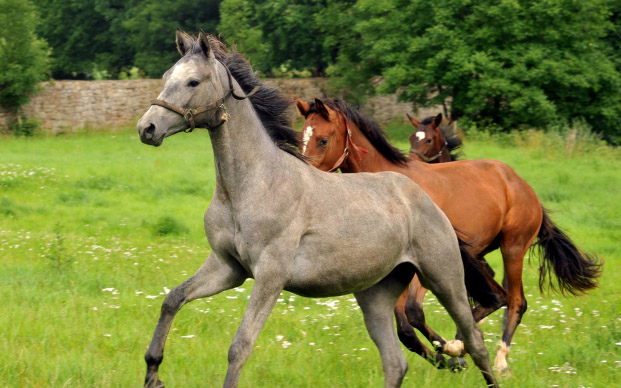 Jhrlingshengste - Trakehner Gestt Hmelschenburg