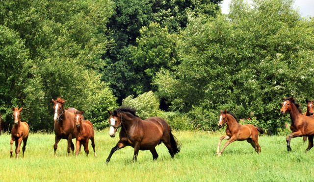 Stuten und Fohlen in den Emmerauen - Trakehner Gestt Hmelschenburg