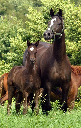 Greta Garbo mit ihrem Stutfohlen von Symon - Trakehner Gestt Hmelschenburg