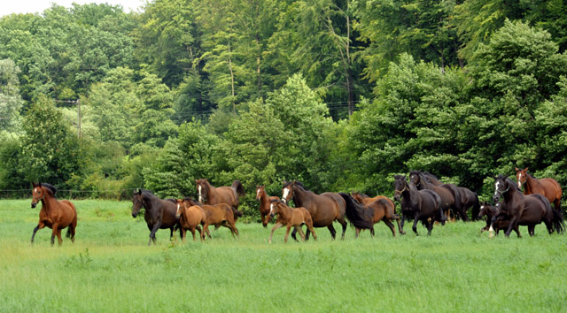 Stuten und Fohlen in den Emmerauen  - Trakehner Gestt Hmelschenburg