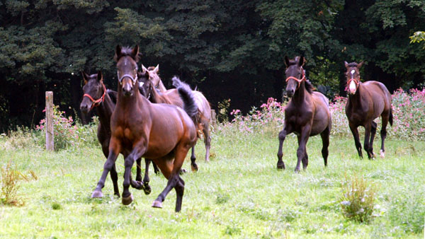 Zweijhriger Hengst von Summertime u.d. Greta Garbo v. Alter Fritz, Trakehner Gestt Hmelschenburg