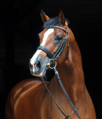 Hmelschenburger Hauptvererber Freudenfest v. Tolstoi - Amadeus - Trakehner Gestt Hmelschenburg - Foto: Beate Langels - Trakehner Gestt Hmelschenburg