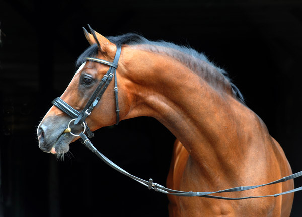 Hmelschenburger Hauptvererber Freudenfest v. Tolstoi - Amadeus - Trakehner Gestt Hmelschenburg - Foto: Beate Langels - Trakehner Gestt Hmelschenburg