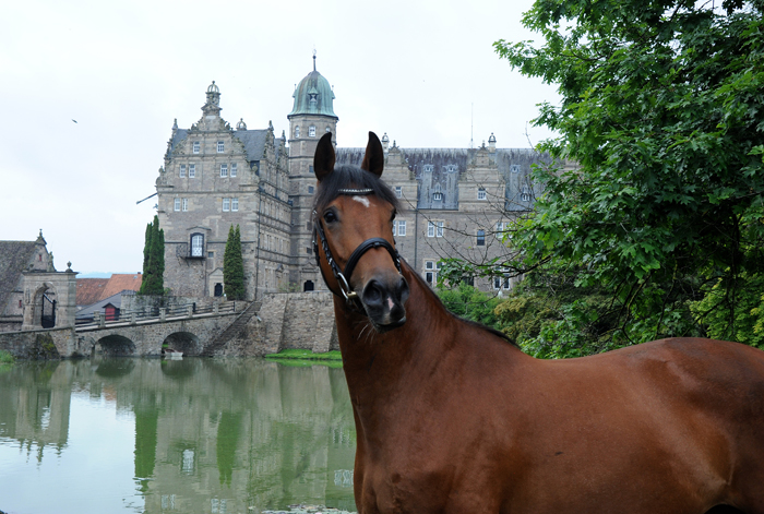 Impressionen - September 2023 - Trakehner Gestt Hmelschenburg  - Foto: Beate Langels