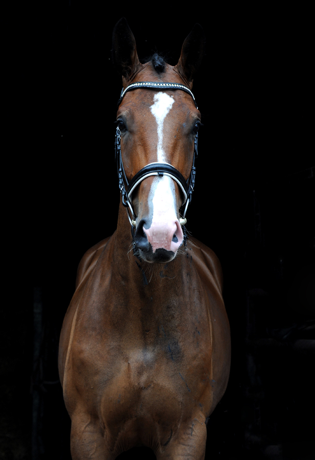 Tom Taylor von Zauberdeyk u.d. Pr.u.StPrSt. Tacyra v. Saint Cyr - Foto: Beate Langels - Trakehner Gestt Hmelschenburg