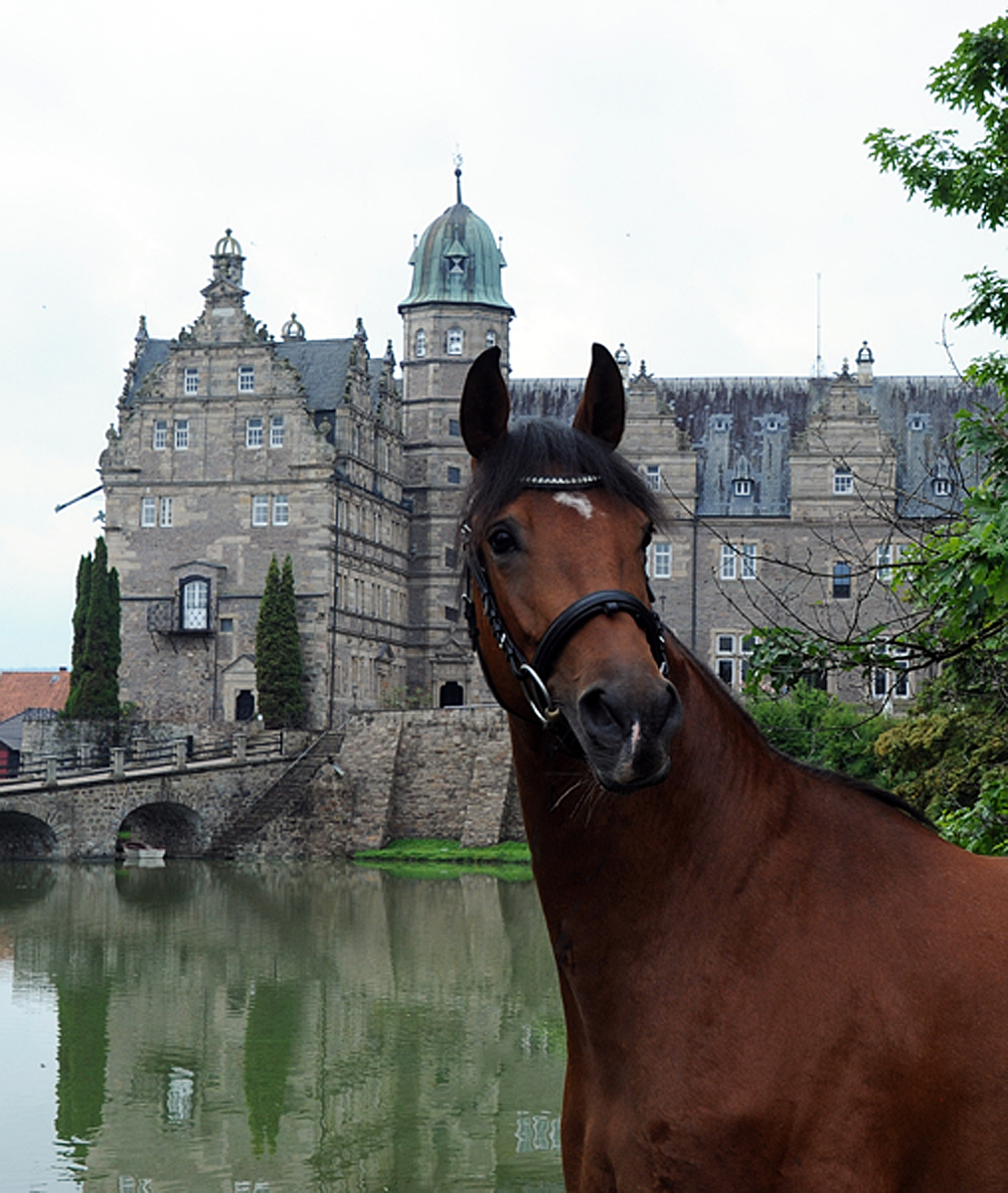 Kit Kat - Stute von Zauberdeyk u.d. Pr.u.StPrSt. Katniss Everdeen v. Saint Cyr - Foto: Beate Langels - Trakehner Gestt Hmelschenburg