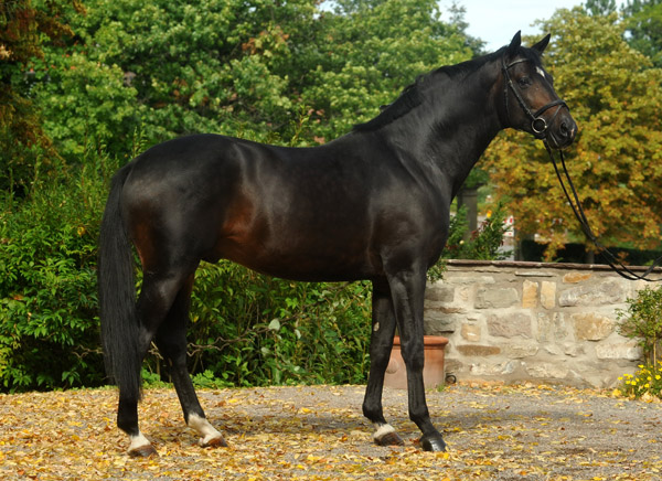 Symont von Monteverdi und der Syvari v. Kostolany - Foto: Beate Langels - Trakehner Gestt Hmelschenburg