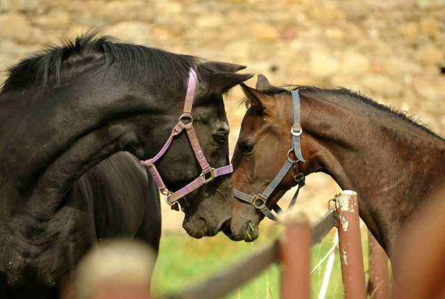 Kostolany und seine Enkelin Schwalbendiva von Totilas im September 2012, Foto: Beate Langels, Trakehner Gestt Hmelschenburg