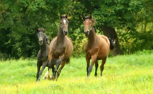 Jhrlingsstuten - in der Mitte: Schwalbendiva von Totilas u.d. Prmienstute Schwalbenfeder v. Summertime September 2012, Foto: Beate Langels, Trakehner Gestt Hmelschenburg