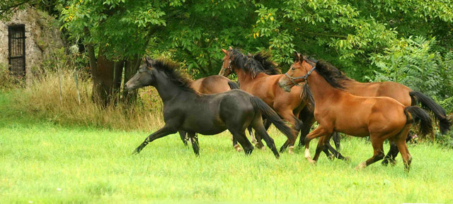 Jhrlingsstuten im September 2012, Foto: Beate Langels, Trakehner Gestt Hmelschenburg