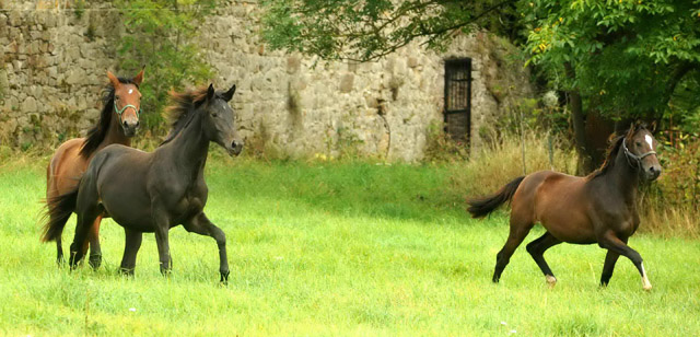 Jhrlingsstuten  links Valerija v. Summertime, rechts Schwalbendiva v. Totilas - September 2012, Foto: Beate Langels, Trakehner Gestt Hmelschenburg