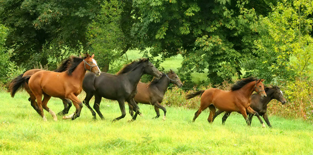 Jhrlingsstuten im September 2012, Foto: Beate Langels, Trakehner Gestt Hmelschenburg