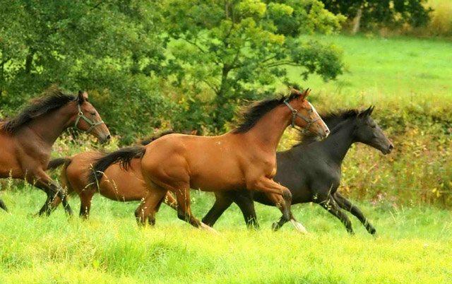 Jhrlingsstuten - vorn Klassic Blue und Valerija - im September 2012, Foto: Beate Langels, Trakehner Gestt Hmelschenburg