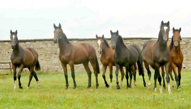 Die Hmelschenburger Jhrlingsstuen im September 2012 - v.li.n.re.: Schwalbendiva, Schwalbenlicht, Klassic Blue, Valerija, Gloria Gaynor und Giulietta, Foto: Beate Langels, Trakehner Gestt Hmelschenburg