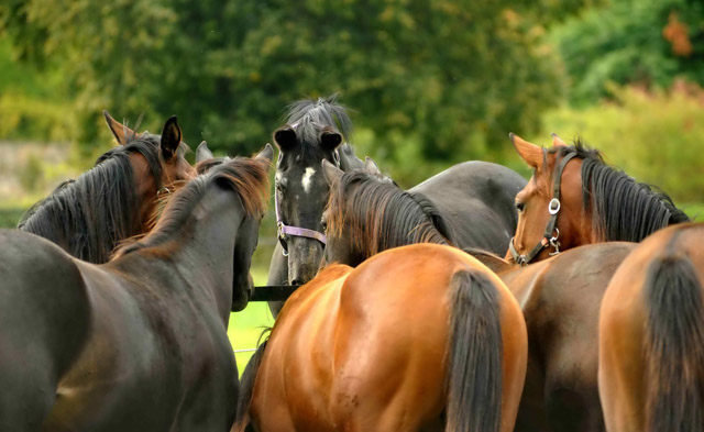 Kostolany und die Hmelschenburger Jhrlingsstuten - im September 2012, Foto: Beate Langels, Trakehner Gestt Hmelschenburg