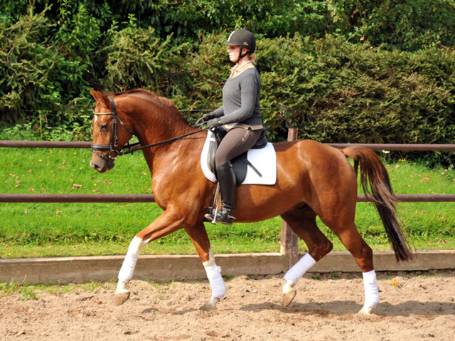  5jhriger Wallach von Fidertanz - Foto: Beate Langels