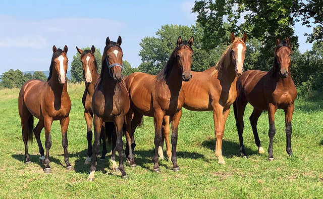 Ein und zweijhrige Hengste und Trakehner - Foto: Beate Langels - Trakehner Gestt Hmelschenburg