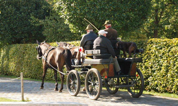 Schwalbenmärchen (5jährig) und Schwalbenprinz (3jährig) v. Kostolany u.d. Pr.St. Schwalbenfeder v. Summertime - gefahren von Herrn Gutmann - Trakehner Gestüt Hämelschenburg