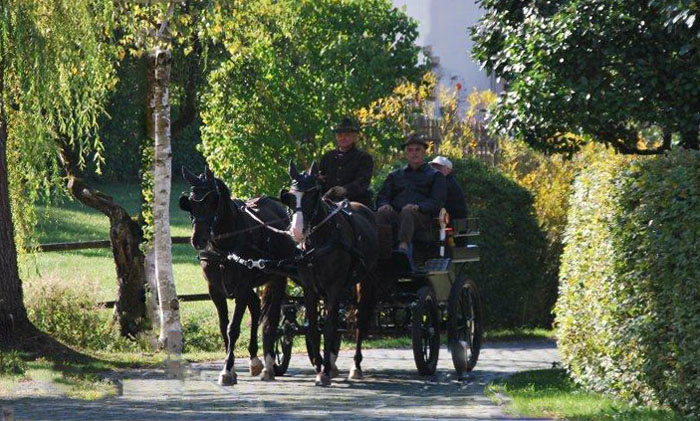 Schwalbenmrchen (5jhrig) und Schwalbenprinz (3jhrig) v. Kostolany u.d. Pr.St. Schwalbenfeder v. Summertime - gefahren von Herrn Gutmann - Trakehner Gestt Hmelschenburg