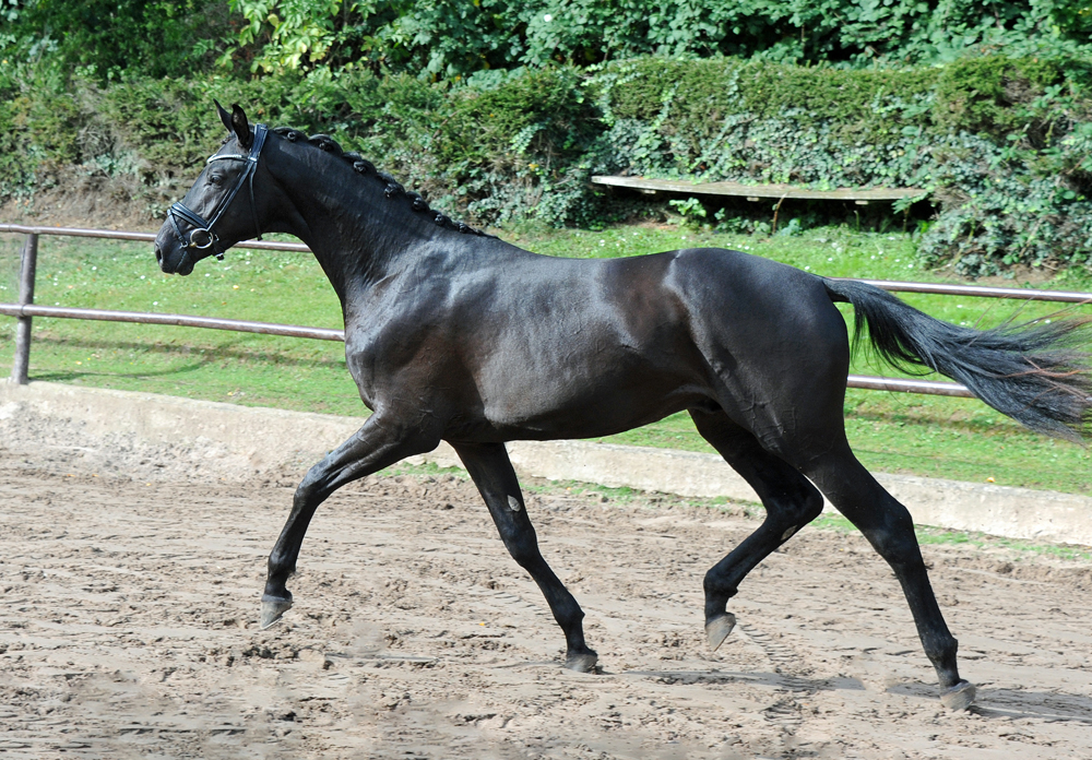 Scansano v. His Moment u.d. Schwalbenlicht - Foto: Beate Langels - Trakehner Gestt Hmelschenburg