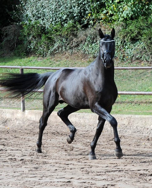 Scansano v. His Moment u.d. Schwalbenlicht - Foto: Beate Langels - Trakehner Gestt Hmelschenburg