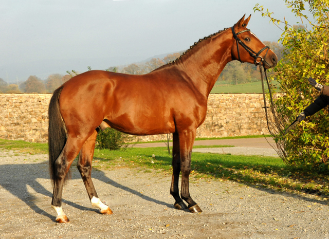 High Motion v.  Saint Cyr v. Kostolany - Foto: Beate Langels - Trakehner Gestt Hmelschenburg