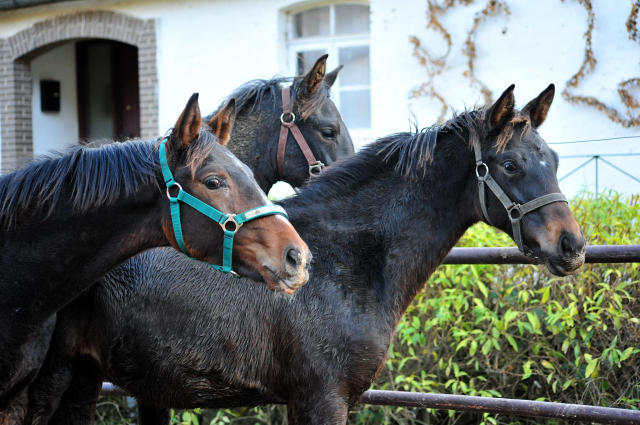 Absetzer im November 2018 - Trakehner Gestt Hmelschenburg - Foto: Beate Langels