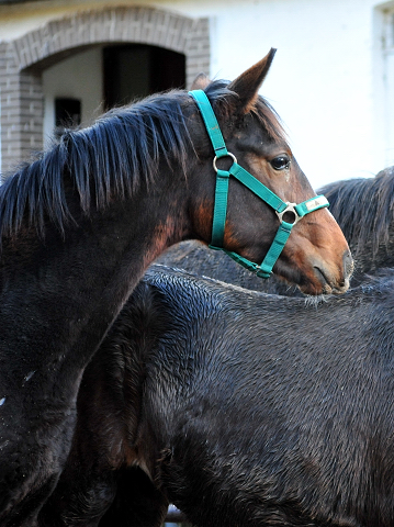 Hengstfohlen von Bystro im November 2018 - Trakehner Gestt Hmelschenburg - Foto: Beate Langels